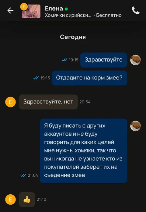Хомяки на корм змее