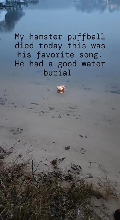 Hamster Water Burial to Low