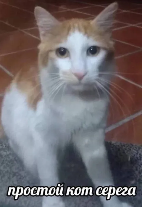 Простой кот Серёга