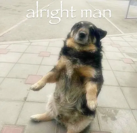 Alright Man Dog