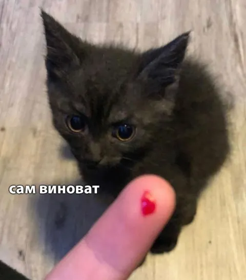 Сам виноват — котёнок
