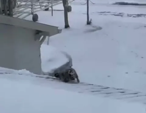 Зверёк выбирается из снега