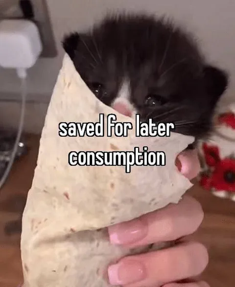 Kitten Saved for Later