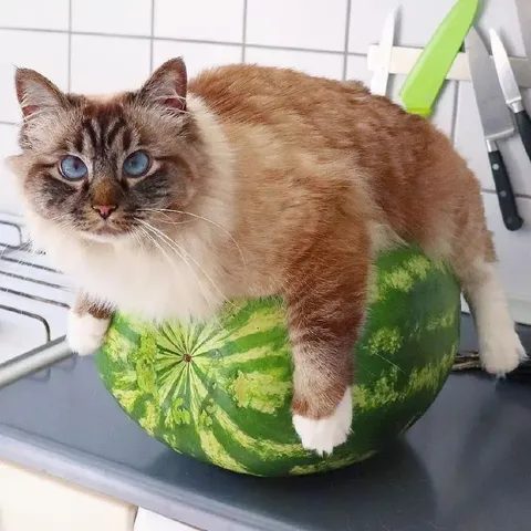 Кот на арбузе