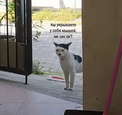 Кот спрашивает про мышей