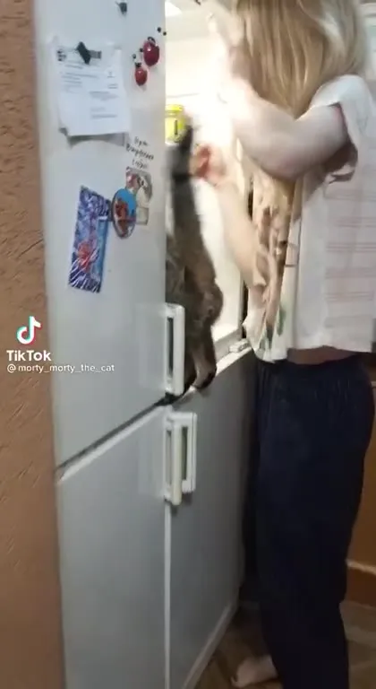 Кот ворует еду из холодильника