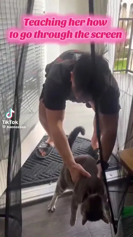 Teaching Cat Through the Screen