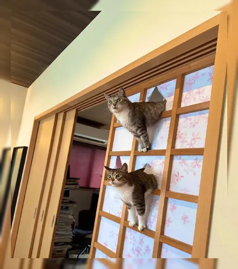 Коты на японской перегородке