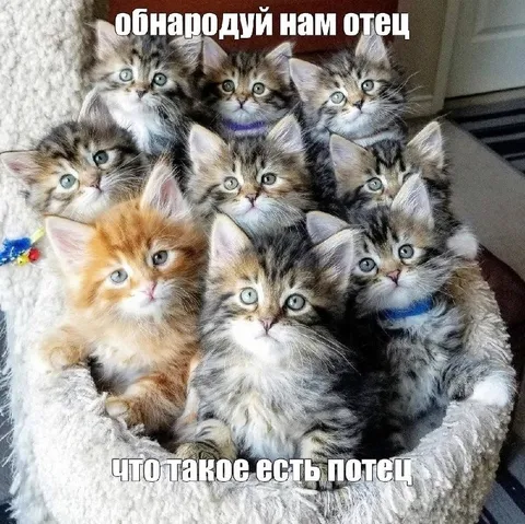 Котята требуют объяснений