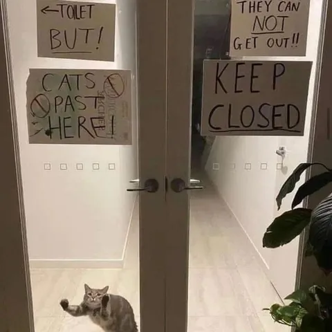Cats Can’t Escape the Toilet