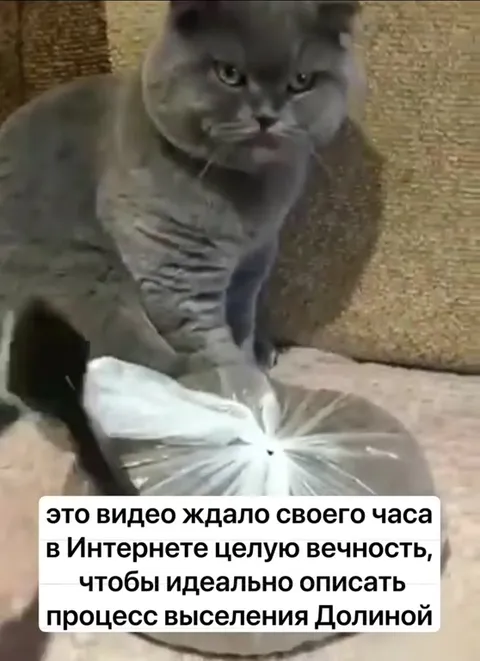 Кот выселяет Долину