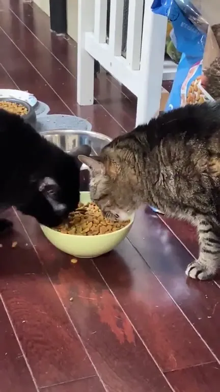 Коты делят миску