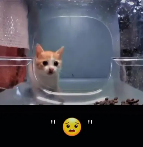 Грустный котёнок в аквариуме