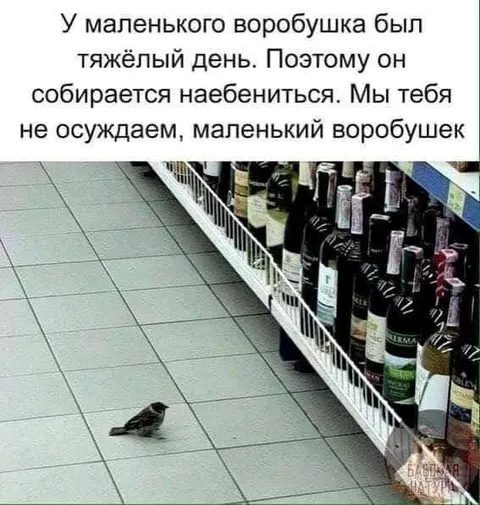 Воробушек после тяжёлого дня