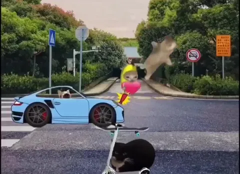 Cats Cause Chaos at the Hospital