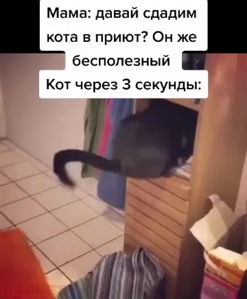 Кот через 3 секунды