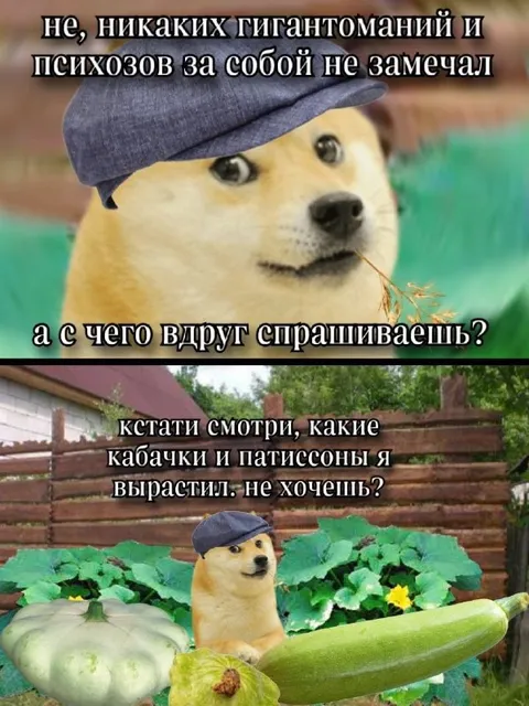 Доже выращивает кабачки