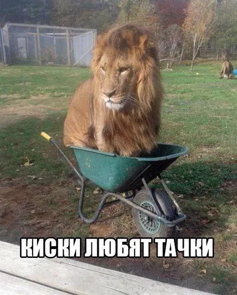 Лев в тачке любит покатушки