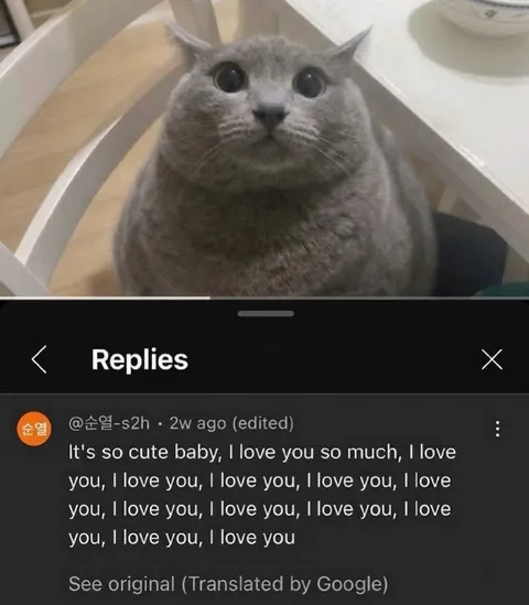 Cat Gets Overwhelmed by Love