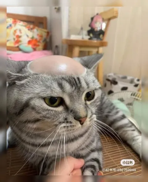 Кот с блестящей лысиной