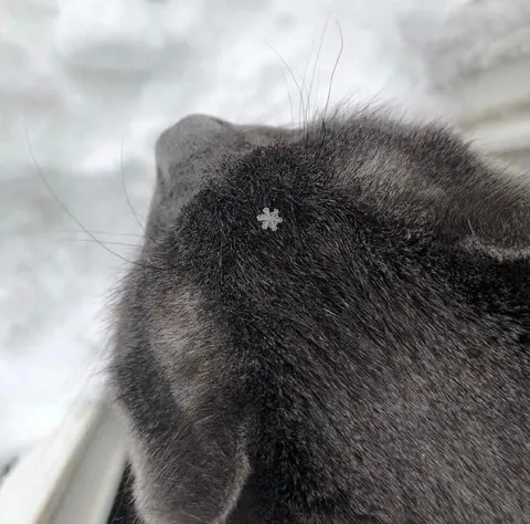 Снежинка на кошачьей шерсти