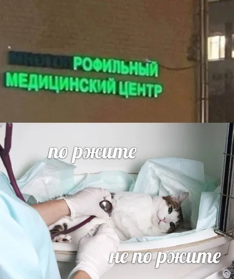 Кот на приёме у ветеринара