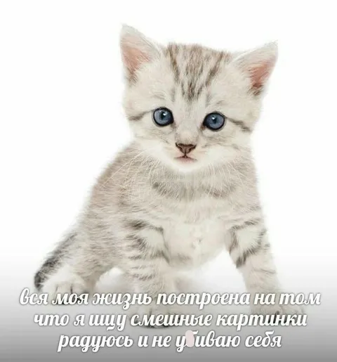 Жизнь в поисках смешных картинок