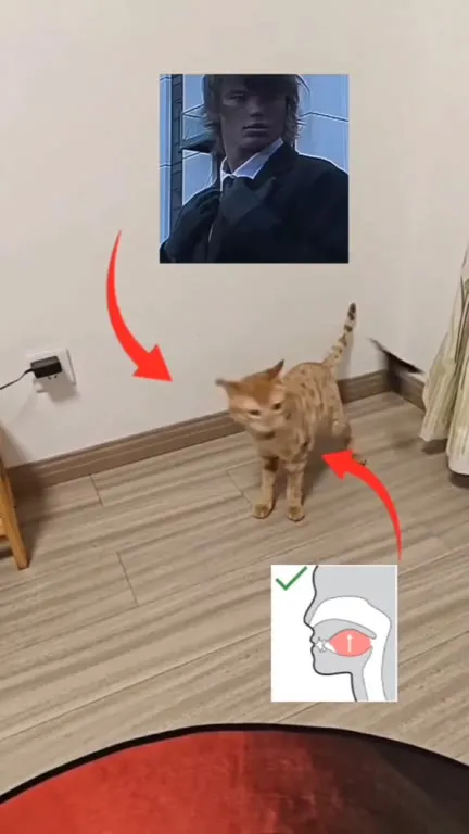 Кот пытается мьюить и ловит птицу