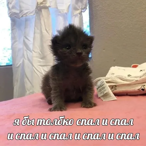 Я бы только спал