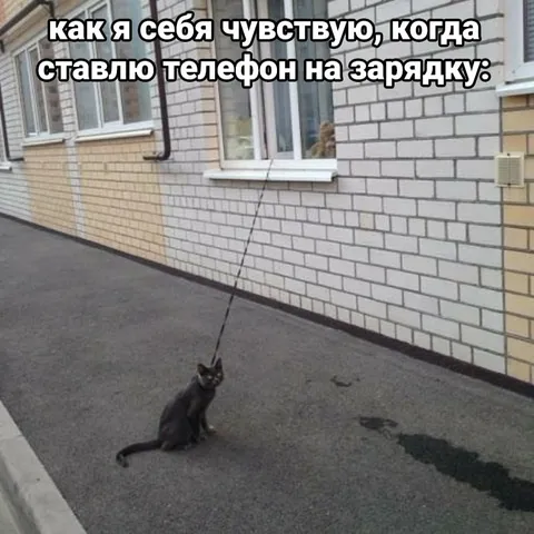 Кот на зарядке