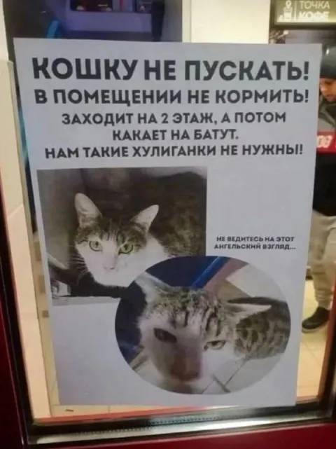 Кошку не пускать в батутный центр