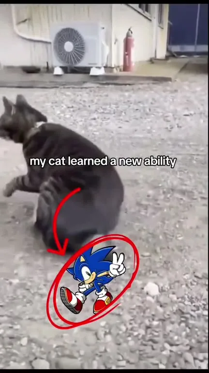 My Cat Learned Sonic Spin