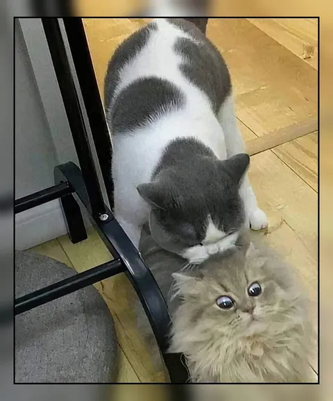 Кот прижал пушистого котёнка