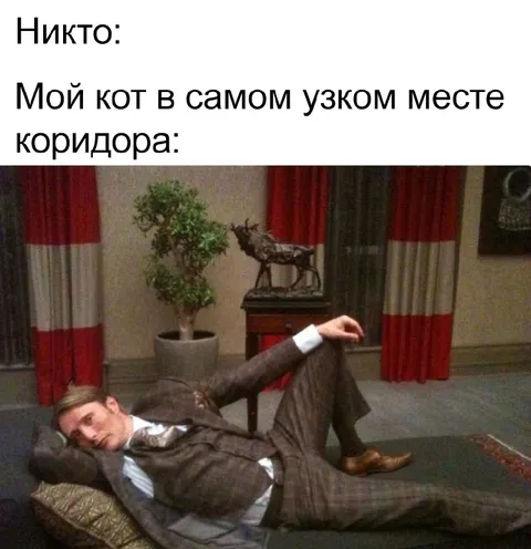 Кот в самом узком месте коридора