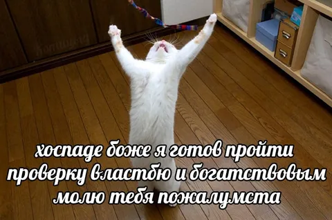 Кот молится о богатстве