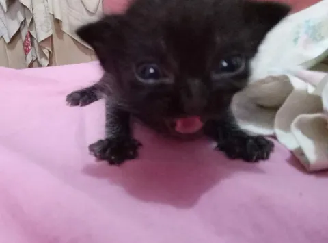 Маленький чёрный котёнок