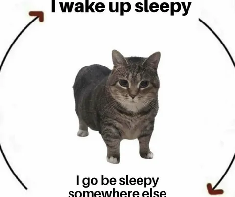 I Wake Up Sleepy Cat