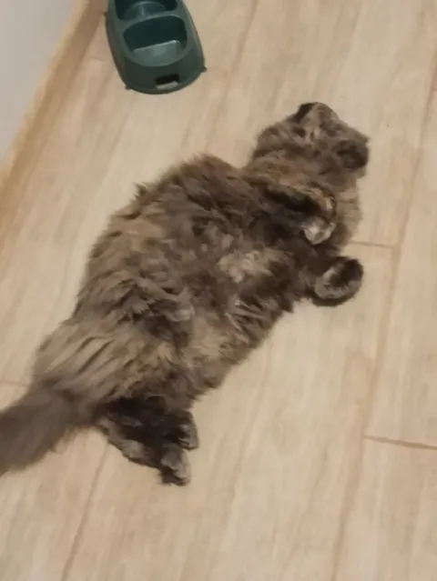 Кот лежит на полу
