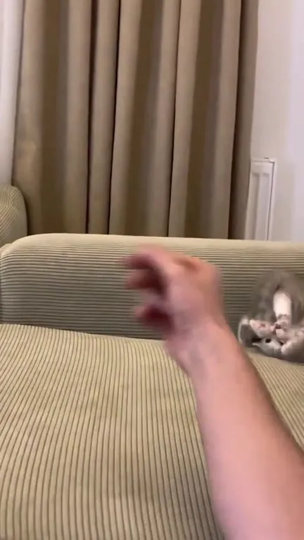 Котёнок ловит пальцы