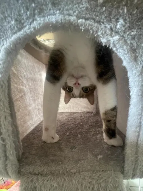 Кот выглядывает из домика