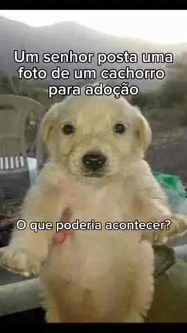 Cachorro para adoção evolui demais