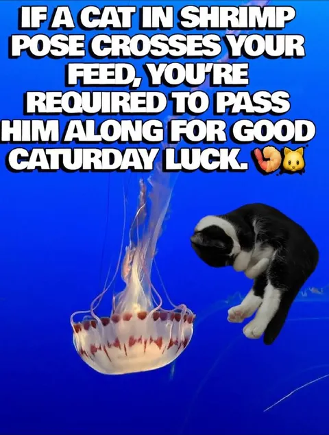 Cat in Shrimp Pose