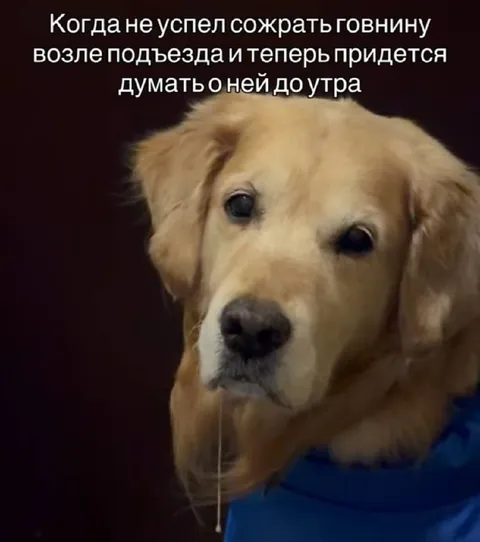 Собака думает о говнине