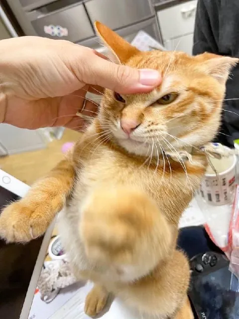 Недовольный кот протягивает лапу