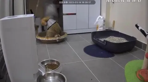 Кот устроил хаос в комнате