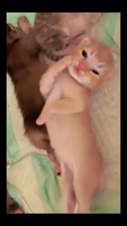 Котёнок нежно машет лапкой
