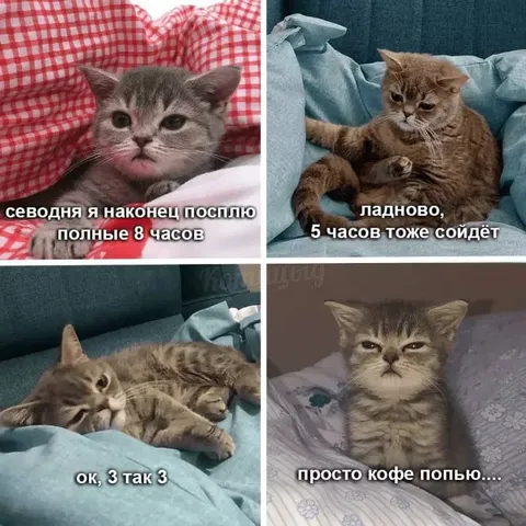 Кот планирует выспаться