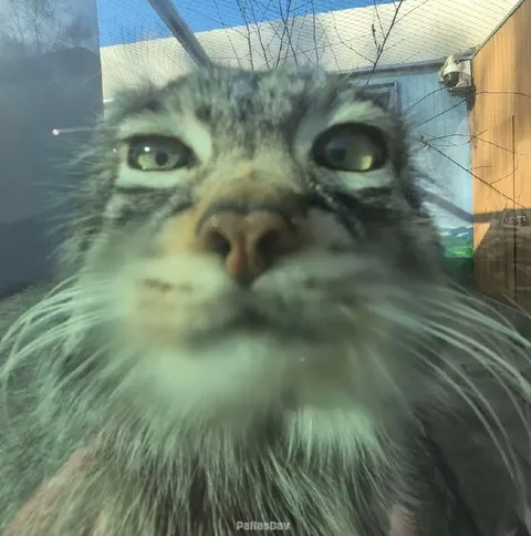 Очень серьёзный кот