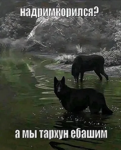 На дримкорилса?
