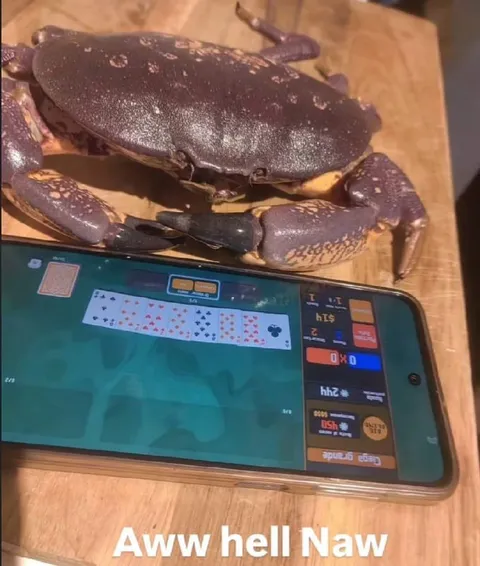 Crab Says Awww Hell Naw